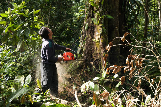 Best Storm Damage Tree Cleanup  in Alta Sierra, CA